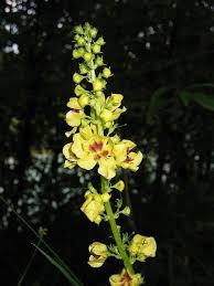 Image result for Verbascum nigrum