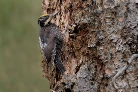 Attēlu rezultāti vaicājumam “Picoides tridactylus”