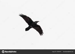 Attēlu rezultāti vaicājumam “Corvus corax adult”