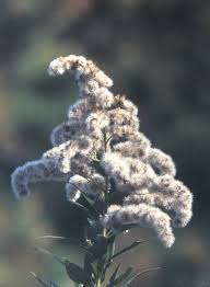 Attēlu rezultāti vaicājumam “Solidago canadensis”
