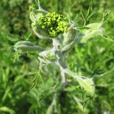 Attēlu rezultāti vaicājumam “Pastinaca sativa subsp. sylvestris flower”