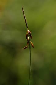 Attēlu rezultāti vaicājumam “Carex pulicaris”