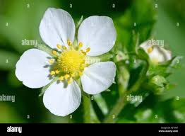 Attēlu rezultāti vaicājumam “Fragaria vesca flower”