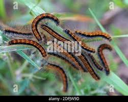 Attēlu rezultāti vaicājumam “Malacosoma castrensis larva”