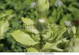 Attēlu rezultāti vaicājumam “Cirsium oleraceum leaf”