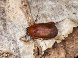 Attēlu rezultāti vaicājumam “Serica brunnea”