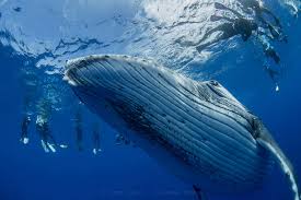 Image result for Blue Water Diving