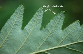 Attēlu rezultāti vaicājumam “Oenothera rubricauli leaf”