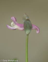 Attēlu rezultāti vaicājumam “Corydalis cava fruit”