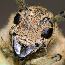 Attēlu rezultāti vaicājumam “Saperda carcharias”