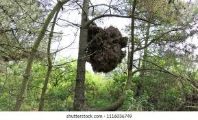 Attēlu rezultāti vaicājumam “Taphrina betulina”