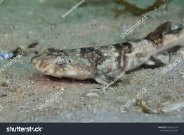 Image result for Haploblepharus edwardsii