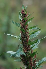 Attēlu rezultāti vaicājumam “Chenopodium rubrum leaf”