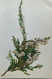 Image result for Calluna vulgaris 'Plena Flore'
