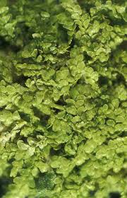 Attēlu rezultāti vaicājumam “Lejeunea cavifolia”