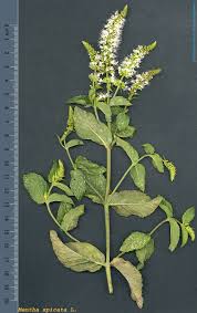 Attēlu rezultāti vaicājumam “Mentha spicata”