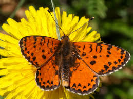 Attēlu rezultāti vaicājumam “Melitaea didyma male”