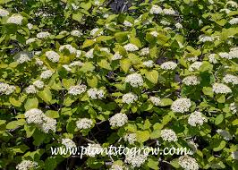 Attēlu rezultāti vaicājumam “Viburnum lantana”