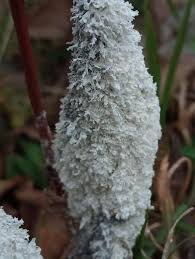 Attēlu rezultāti vaicājumam “Didymium spongiosum plasmodium”