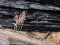 Attēlu rezultāti vaicājumam “Stemonitis pallida var. rubescens macro”