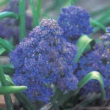 Attēlu rezultāti vaicājumam “Muscari armeniacum”