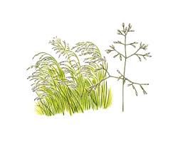 Attēlu rezultāti vaicājumam “Deschampsia flexuosa”