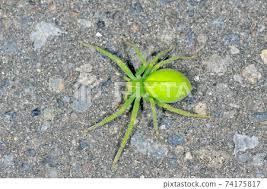 Attēlu rezultāti vaicājumam “Micrommata virescens”