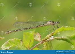 Attēlu rezultāti vaicājumam “Enallagma cyathigerum female”