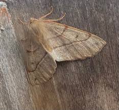 Attēlu rezultāti vaicājumam “Catoptria margaritella”