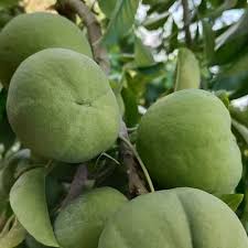 Attēlu rezultāti vaicājumam “Phragmites communis fruit”
