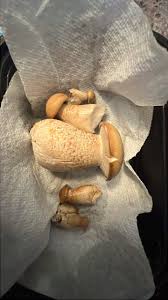 Image result for macrocybe titans