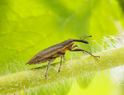 Attēlu rezultāti vaicājumam “Lixus iridis”