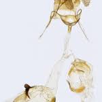 Attēlu rezultāti vaicājumam “Pandemis cinnamomeana female”