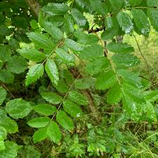 Attēlu rezultāti vaicājumam “Sorbus aucuparia leaf”
