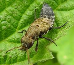 Attēlu rezultāti vaicājumam “Ontholestes murinus”