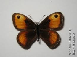 Attēlu rezultāti vaicājumam “Jalla dumosa imago”