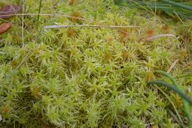 Attēlu rezultāti vaicājumam “Sphagnum flexuosum”