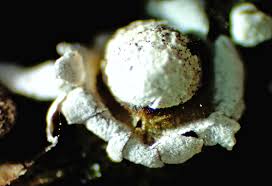 Attēlu rezultāti vaicājumam “Diderma radiatum macro”