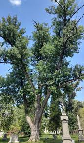 Attēlu rezultāti vaicājumam “Fraxinus”