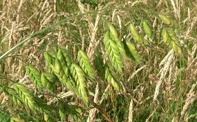 Attēlu rezultāti vaicājumam “Bromus secalinus”