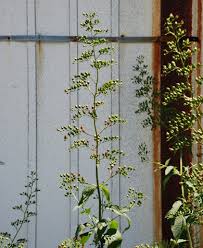 Attēlu rezultāti vaicājumam “Scrophularia nodosa”