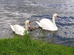 Image result for South Yorkshire Swans