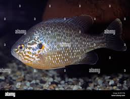 Image result for Lepomis gibbosus