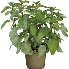 Attēlu rezultāti vaicājumam “Mentha x piperita”