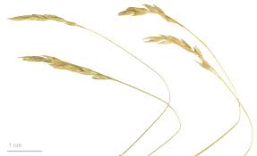 Attēlu rezultāti vaicājumam “Danthonia decumbens bud”