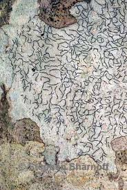 Attēlu rezultāti vaicājumam “Graphis scripta”