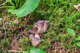 Attēlu rezultāti vaicājumam “Gomphus clavatus”