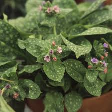Attēlu rezultāti vaicājumam “Pulmonaria saccharata”