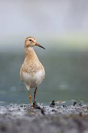 Image result for Calidris melanotos