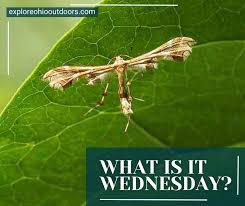 Attēlu rezultāti vaicājumam “Cnaemidophorus rhododactyla”